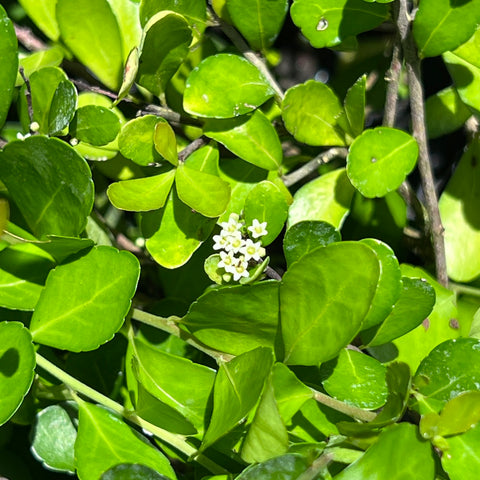 Gymnosporia diversifolia