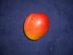 Mangifera indica 'Haden' Tree