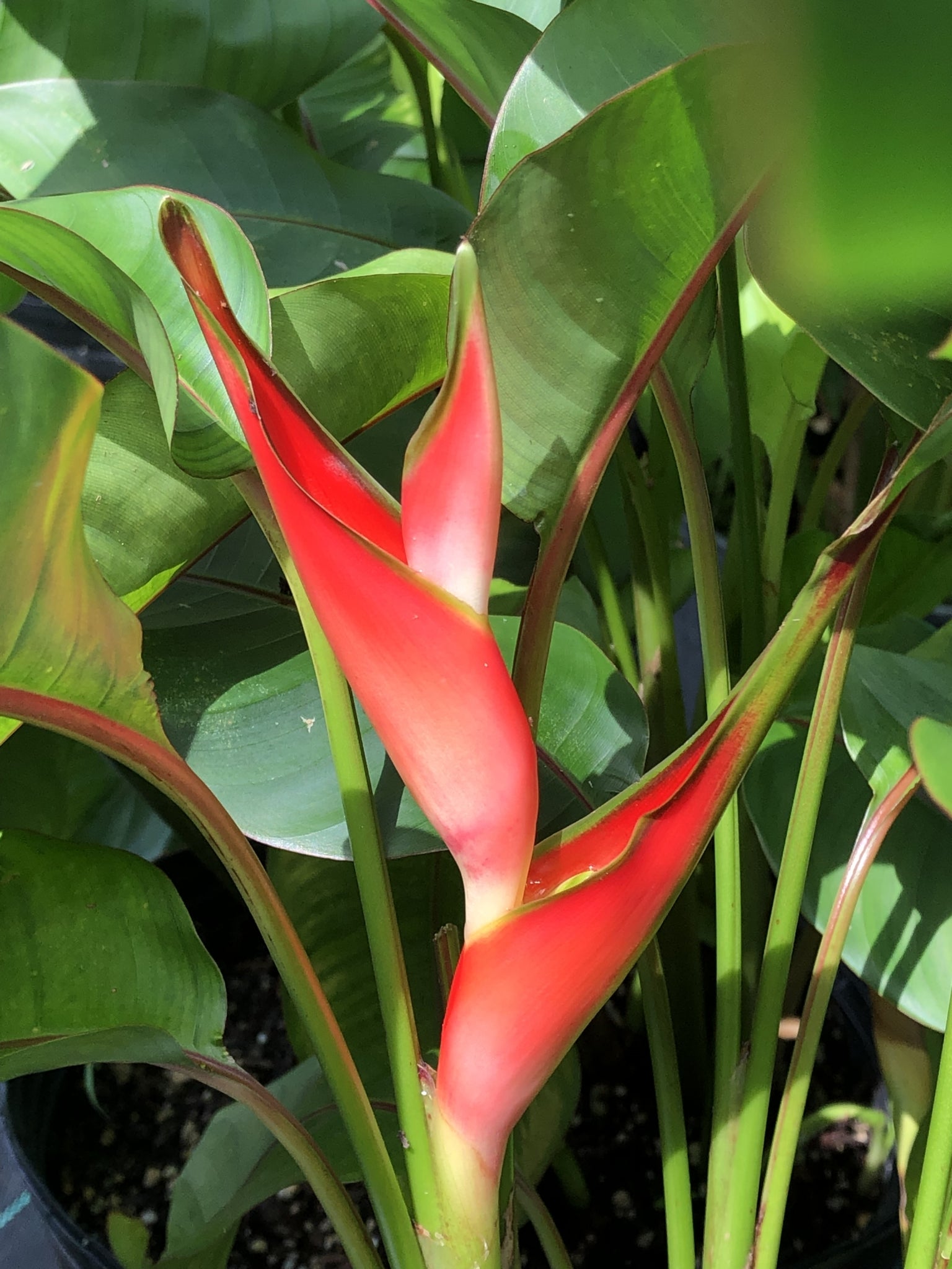 Heliconia stricta ‘Dwarf Jamaican’