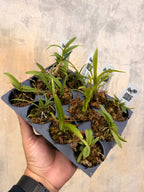 The Million Orchid Project Restoration Kit - Four native species bundle (Tree and Ground species)