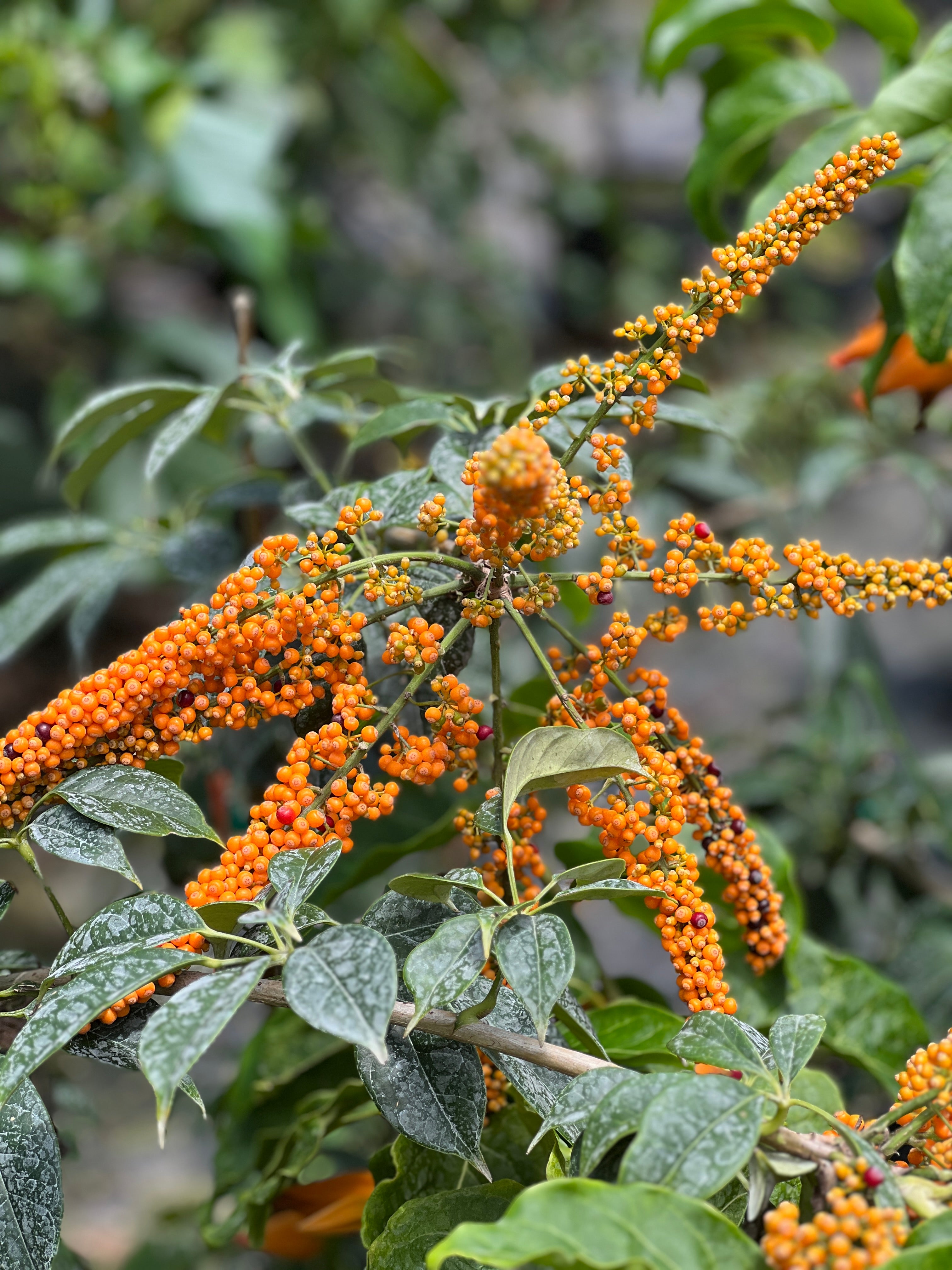 Fairchild Tropical Botanic Garden Schefflera Umbrella Tree - Thumbnail 3