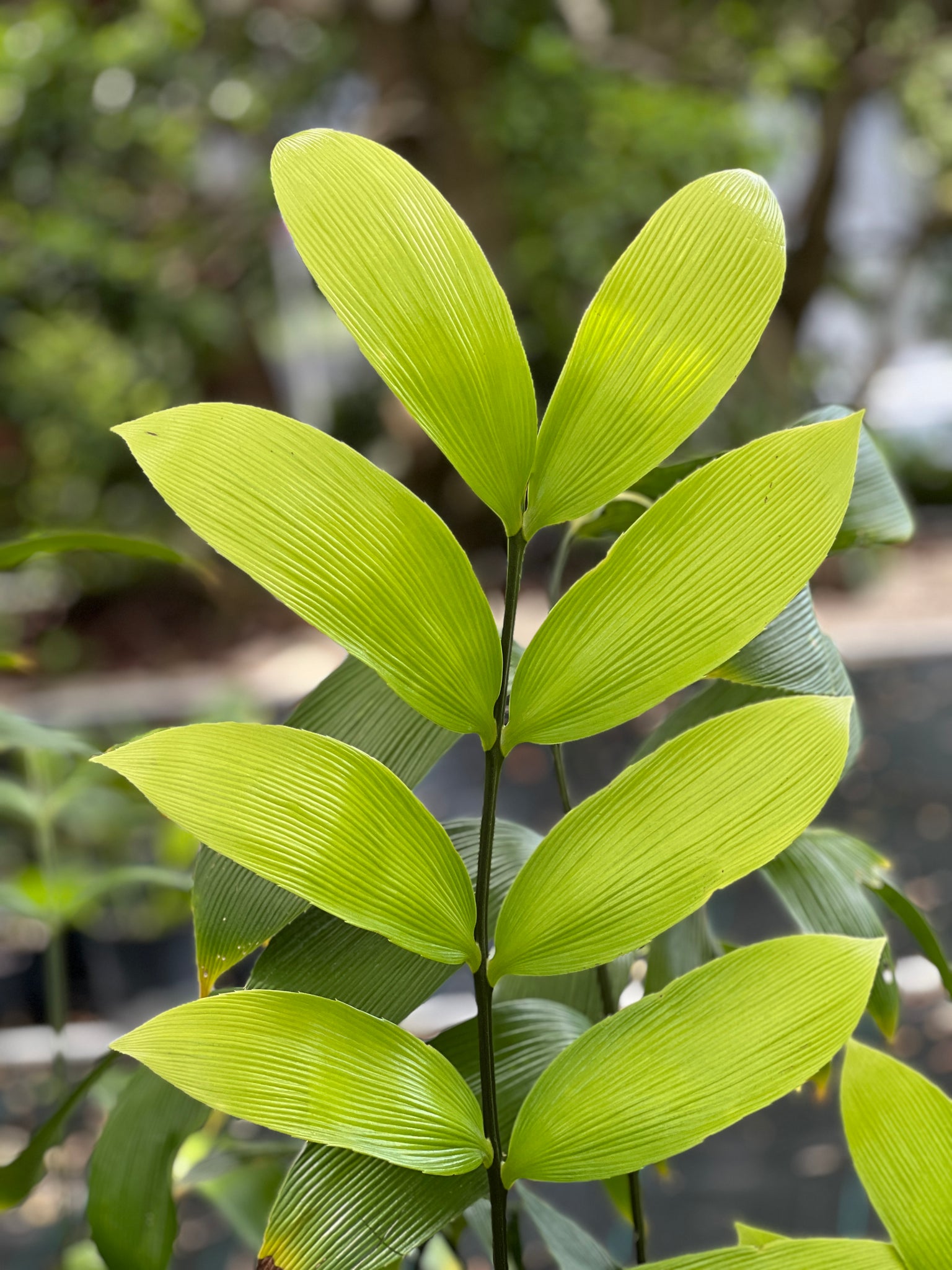 Zamia nesophila