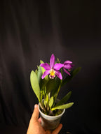 Cattleya Hybrid
