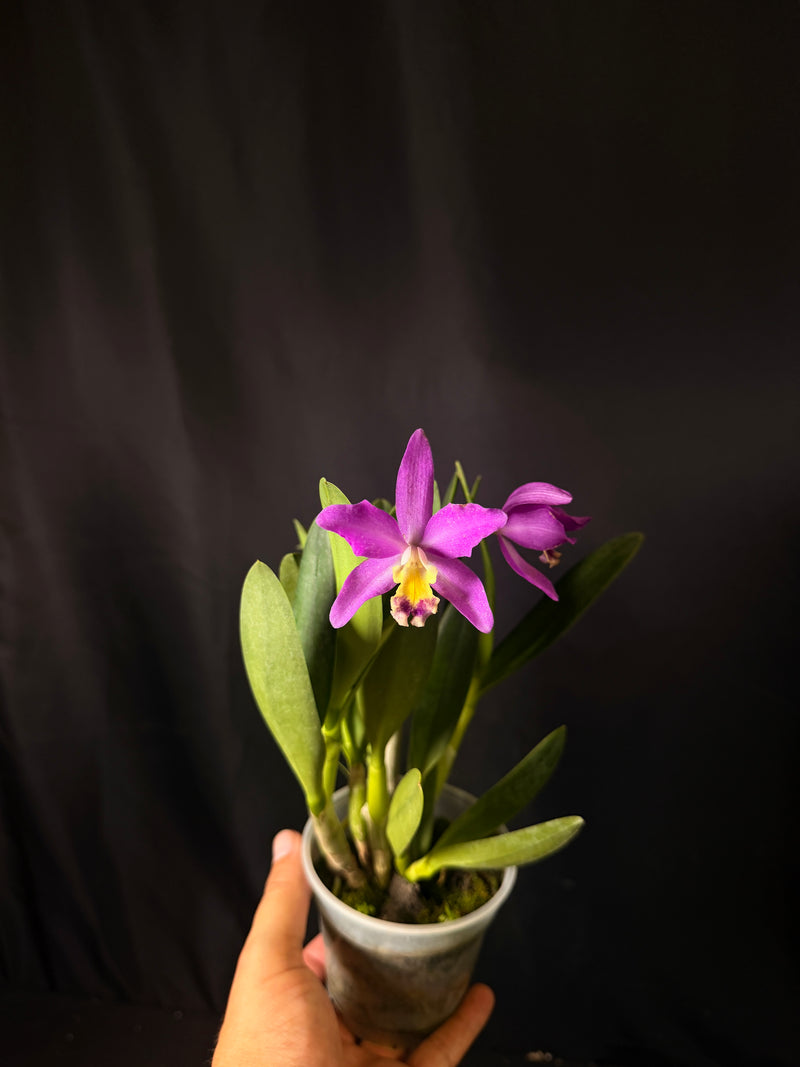Cattleya Hybrid