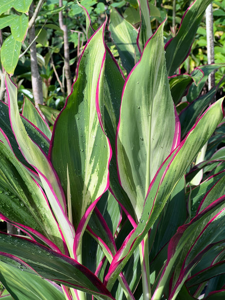 Cordyline fruticosa 'Candy Cane'