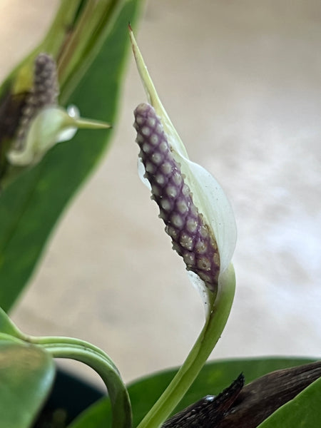 Anthurium scandens