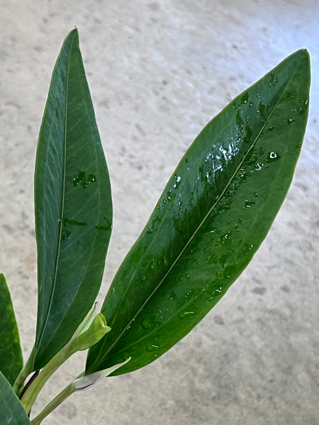 Anthurium scandens