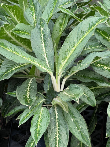 Aglaonema ‘Milky Way’