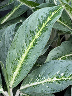 Aglaonema ‘Milky Way’