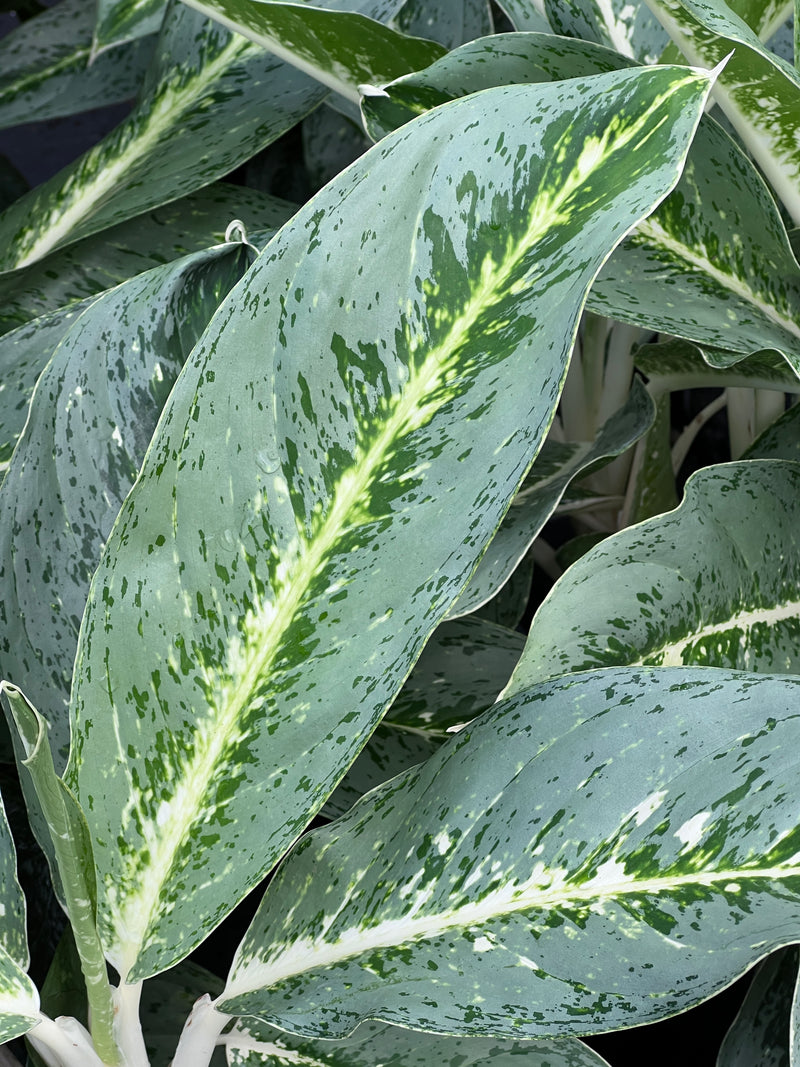 Aglaonema ‘Milky Way’