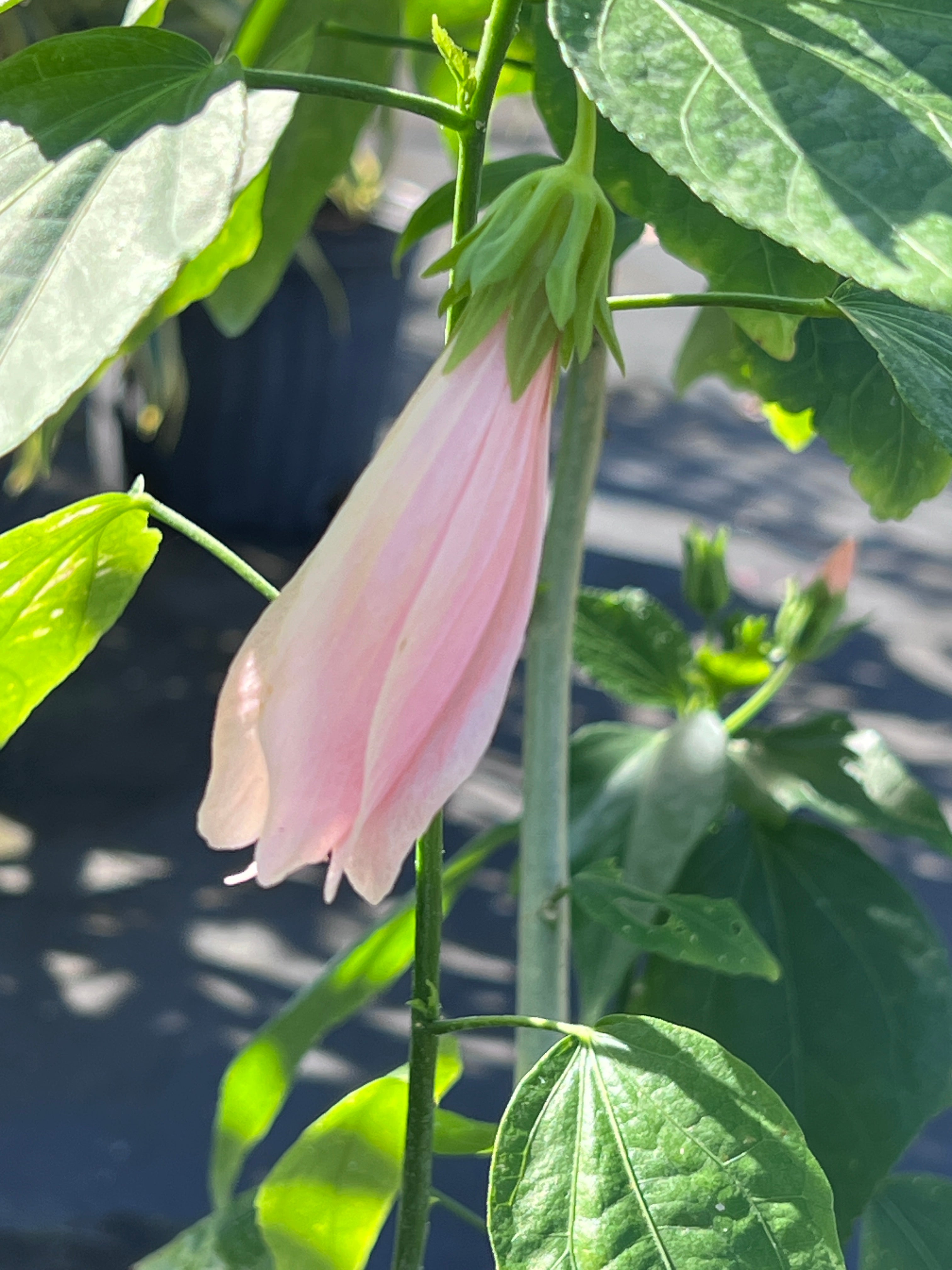Malvaviscus penduliflorus 'Chilli Pink'