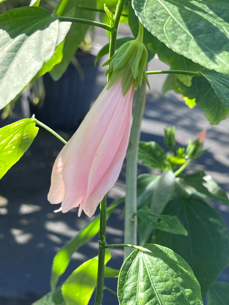 Malvaviscus penduliflorus 'Chilli Pink'