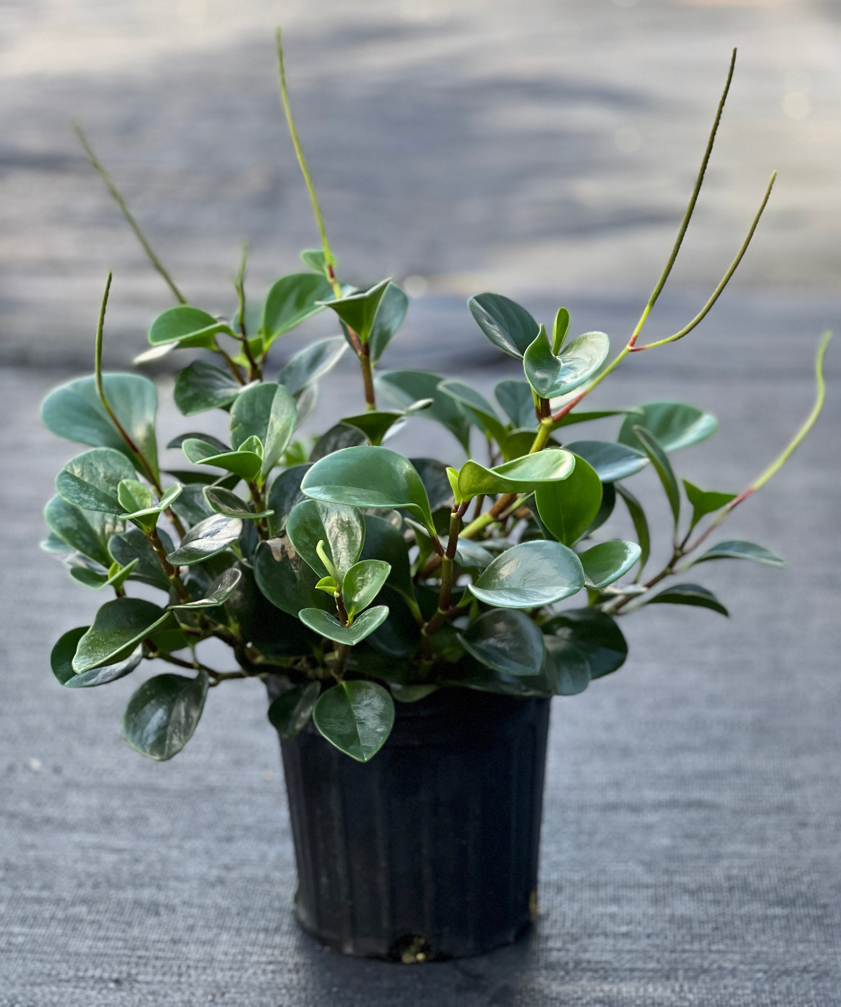 Fairchild Tropical Botanic Garden Peperomia obtusifolia - Thumbnail 2