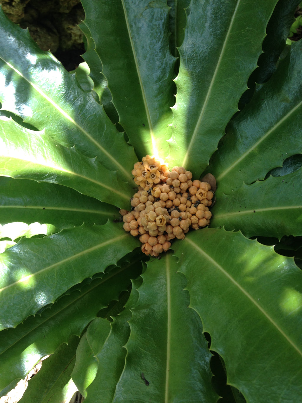 Theophrasta americana