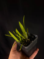 Brassavola nodosa