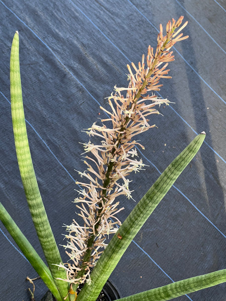 Sansevieria cylindrica