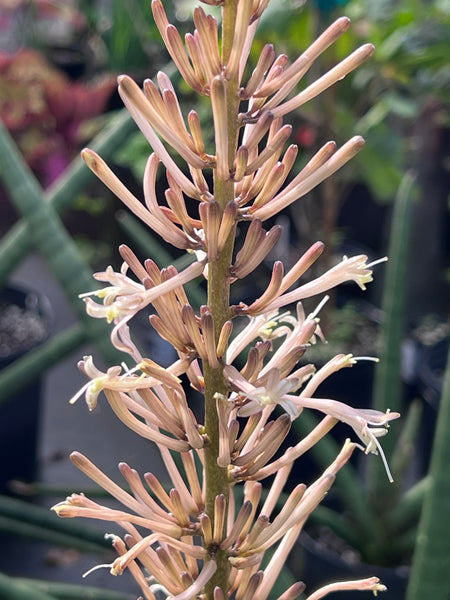 Sansevieria cylindrica