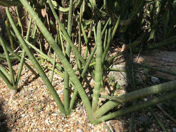 Sansevieria cylindrica