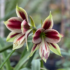 Hippeastrum papilio