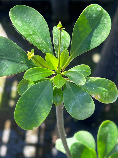 Euphorbia elliotii