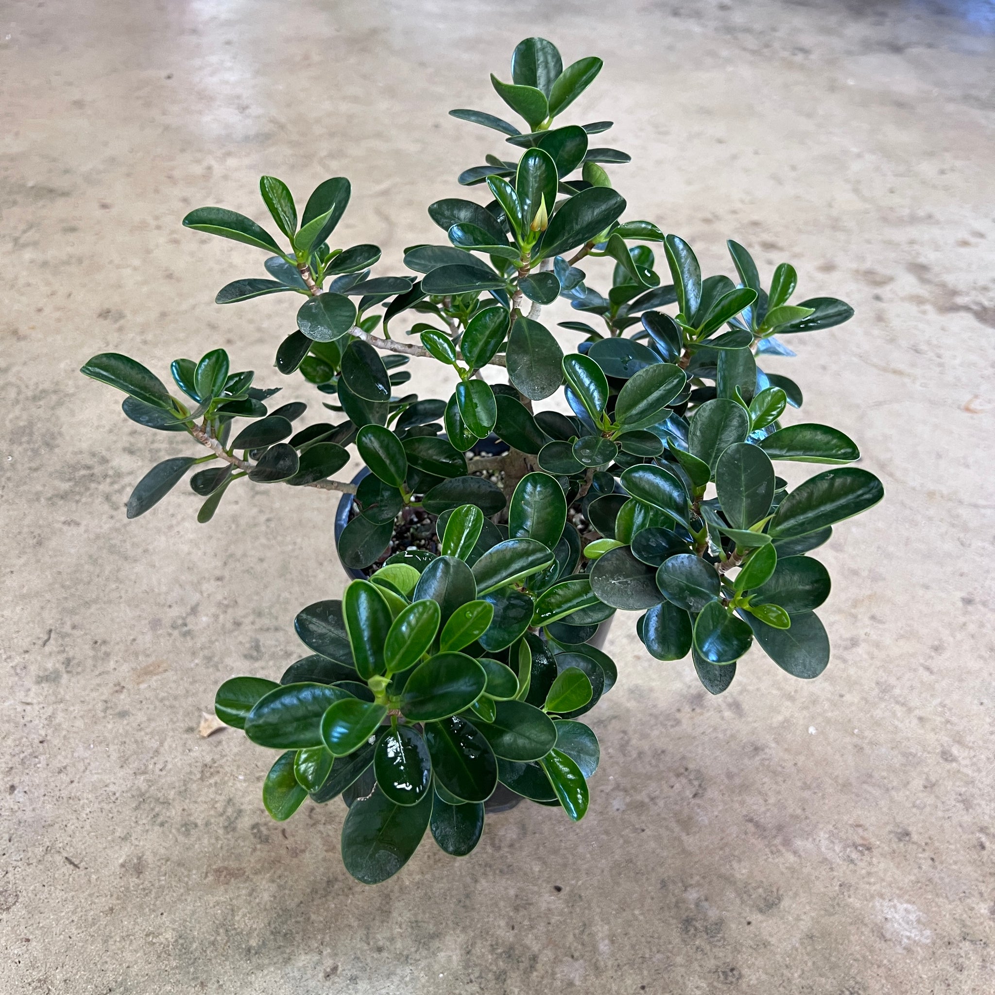 Mini Ficus Ficus microcarpa 'Mini Cup Leaf' – Fairchild Tropical Botanic Garden