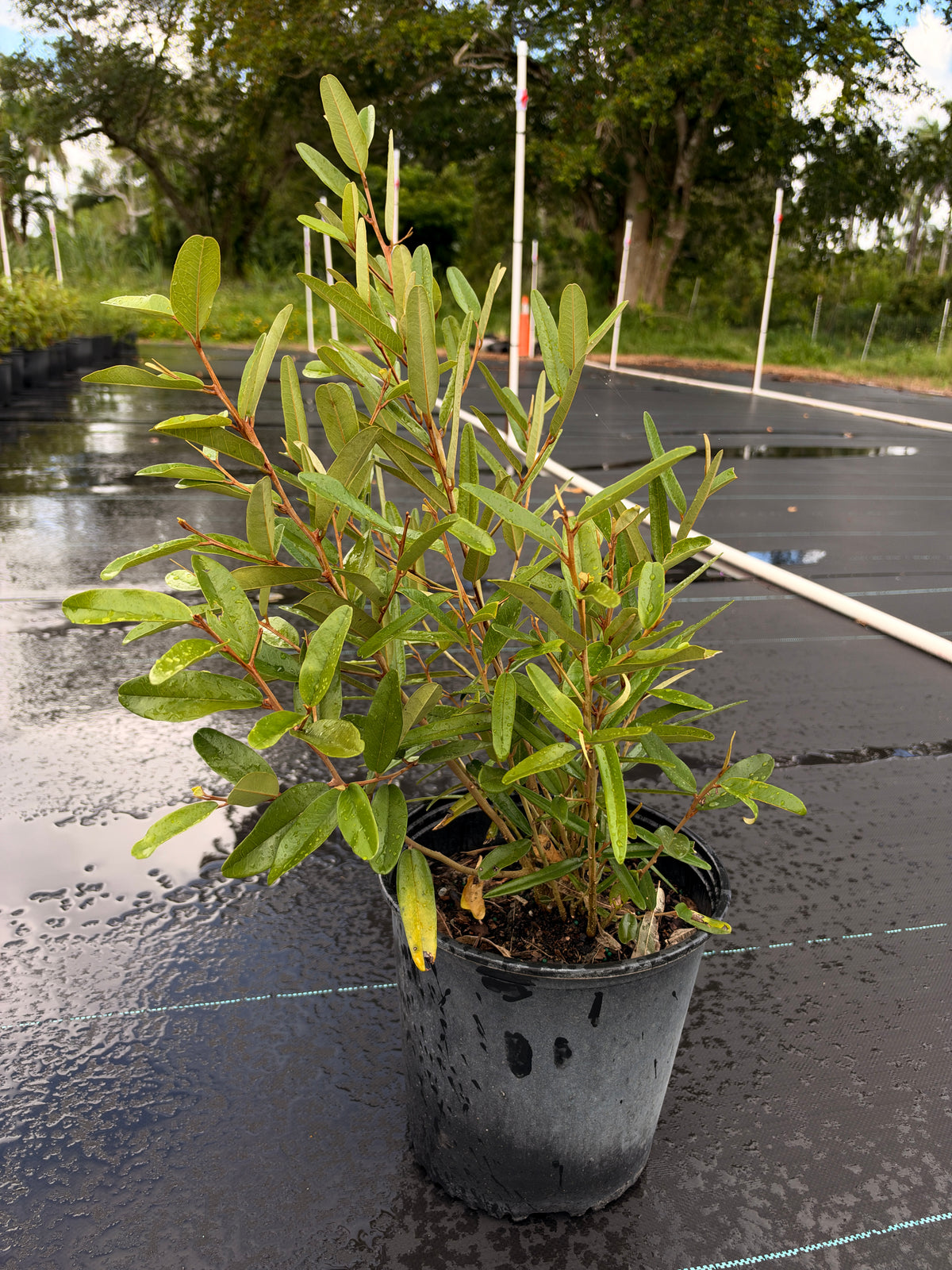 Quadrella jamaicensis (3g)