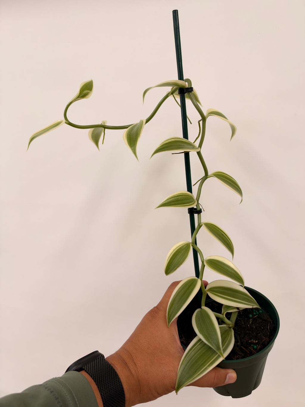 Vanilla planifolia ( Outer Variegated )