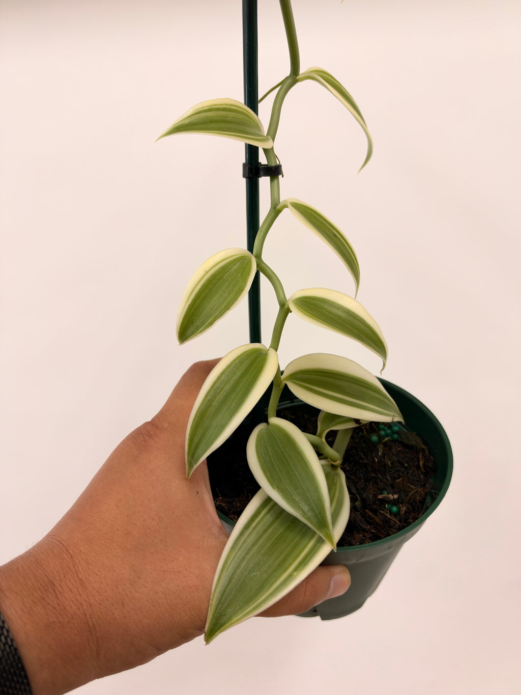 Vanilla planifolia ( Outer Variegated )
