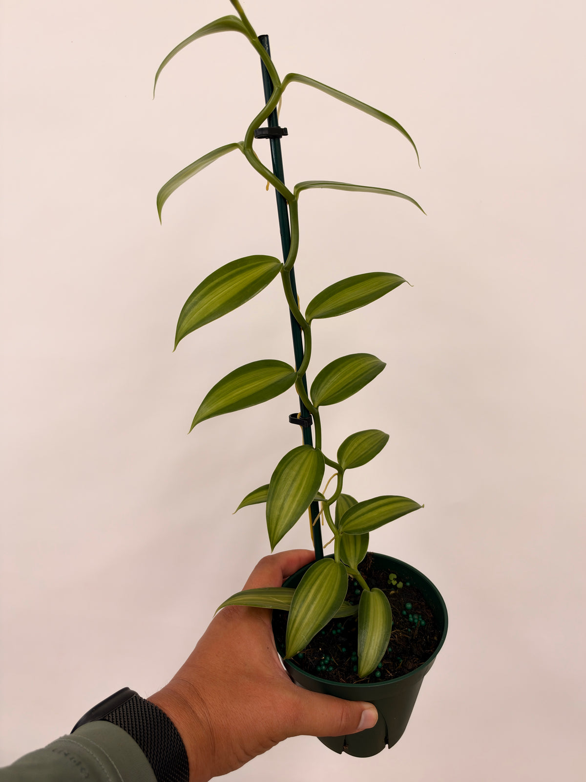 Vanilla planifolia ( Inner Variegated )