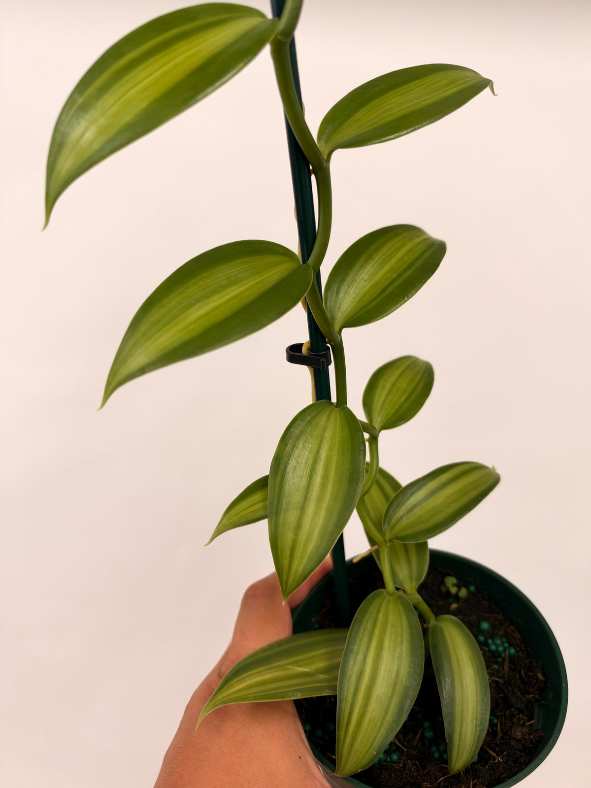 Vanilla planifolia ( Inner Variegated )