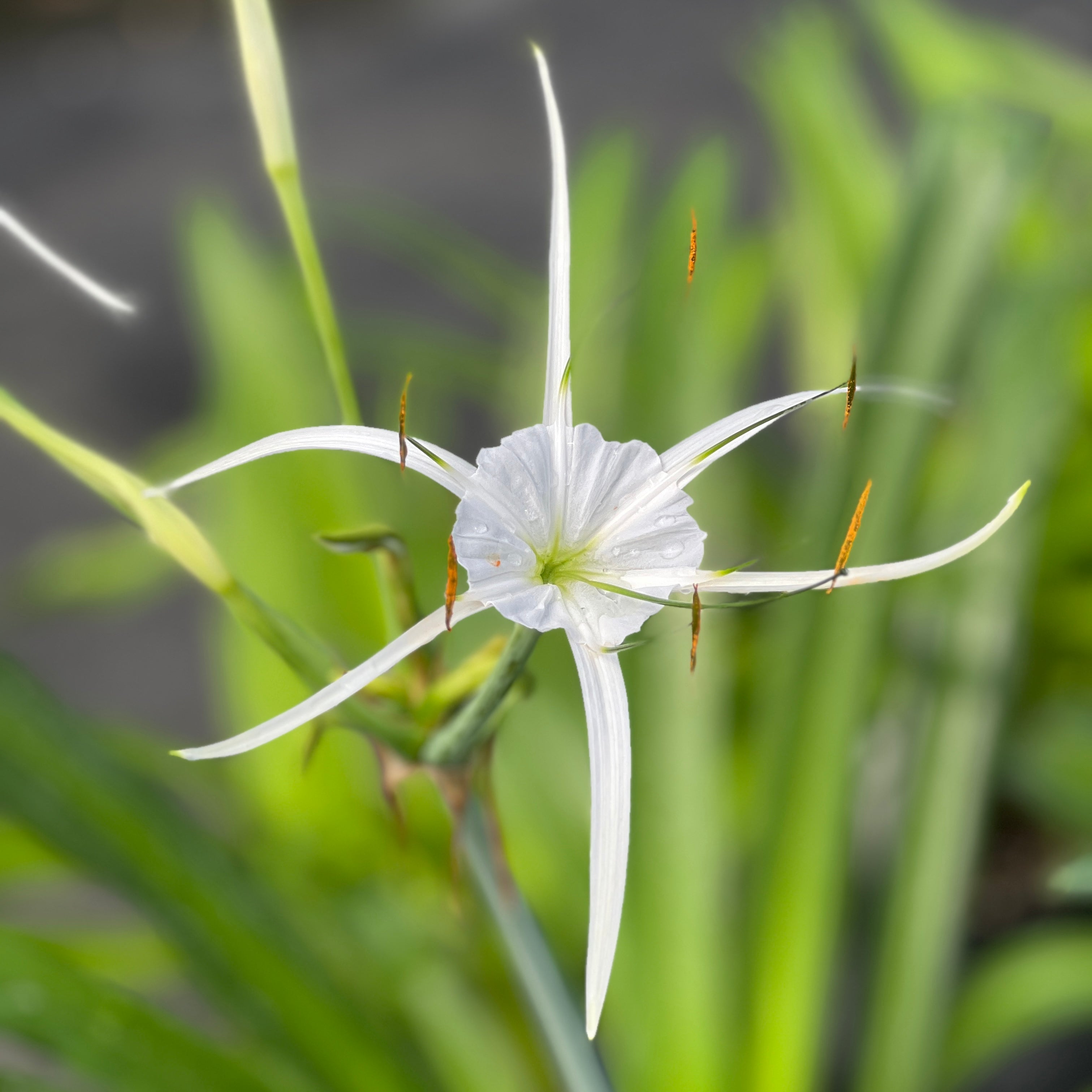 Hymenocallis sp. (vigorous clone)