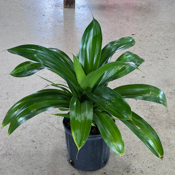 Pandanus dubius