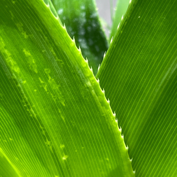 Pandanus dubius