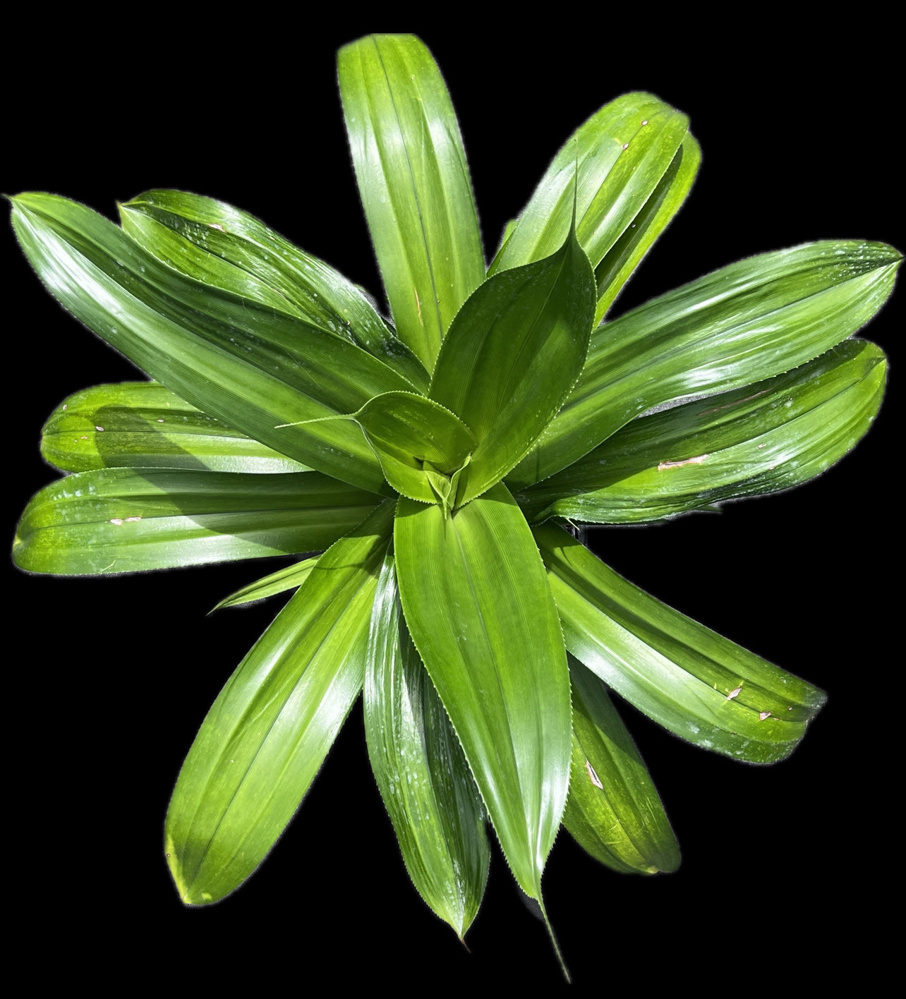 Pandanus dubius