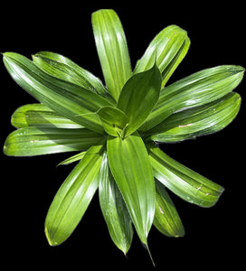 Pandanus dubius