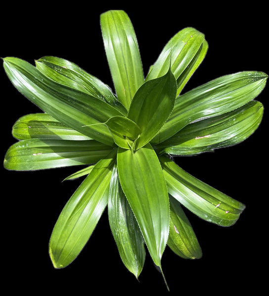 Pandanus dubius