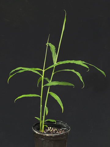 Zingiber officinale