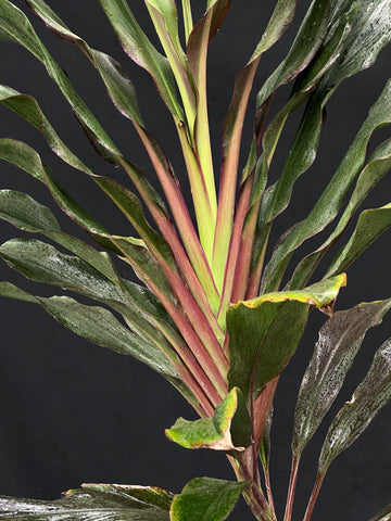 Cordyline fruticosa 'Singapore Twist'