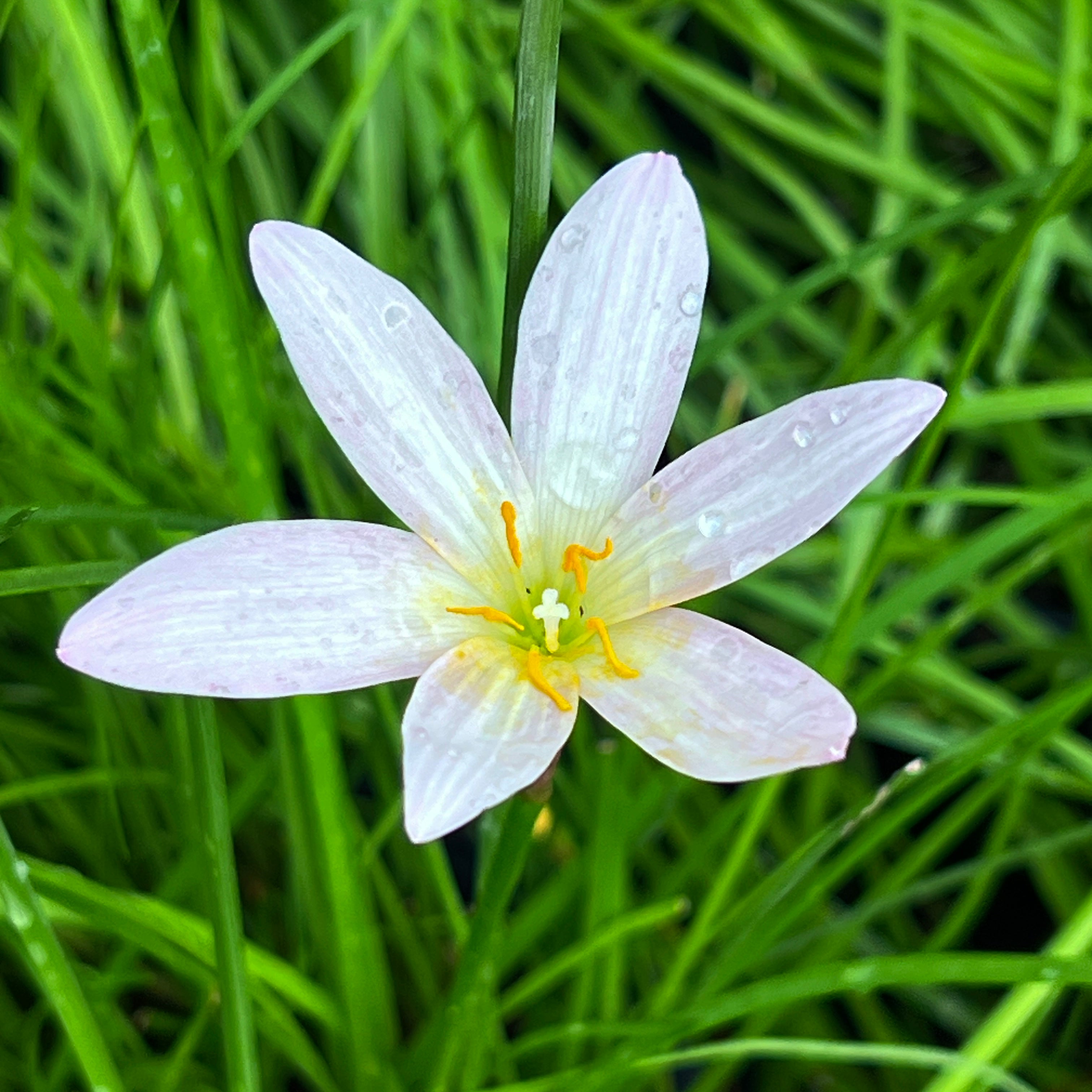 Zephyranthes hybrid