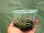 Dendrophylax lindenii