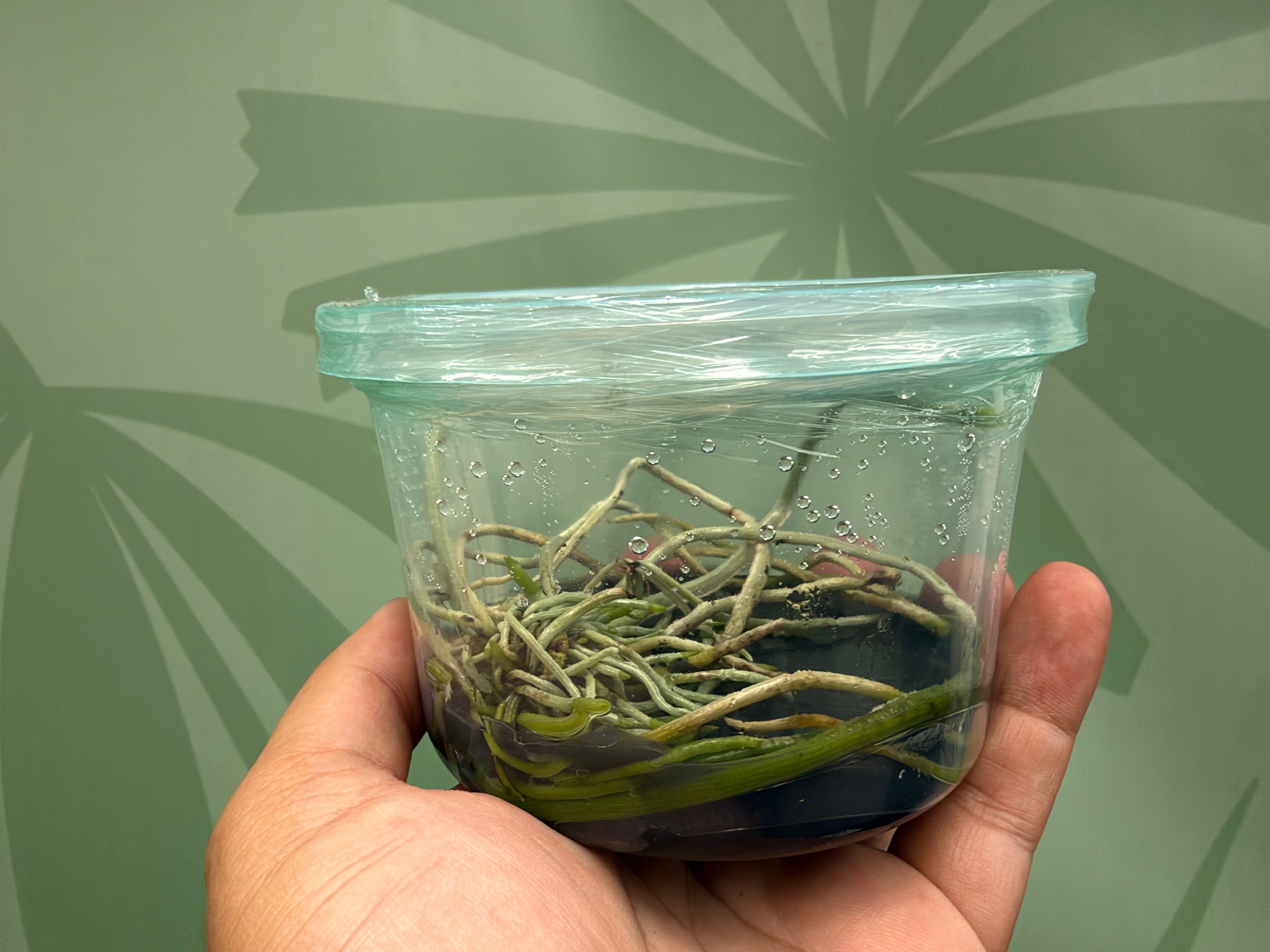 Dendrophylax lindenii