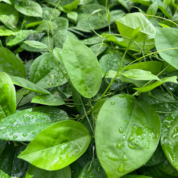 Passiflora suberosa
