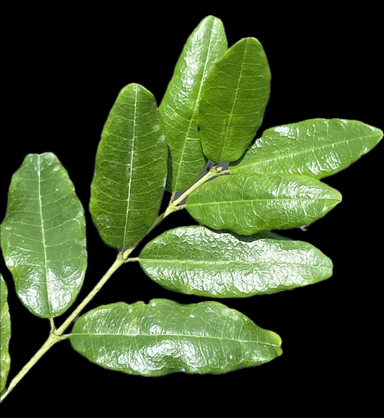 Auerodendron northropianum