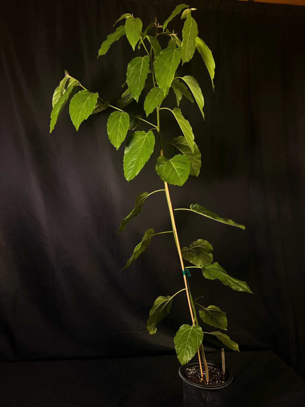 Colubrina arborescens - Endangered