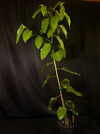 Colubrina arborescens - Endangered