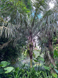 Allagoptera caudescens