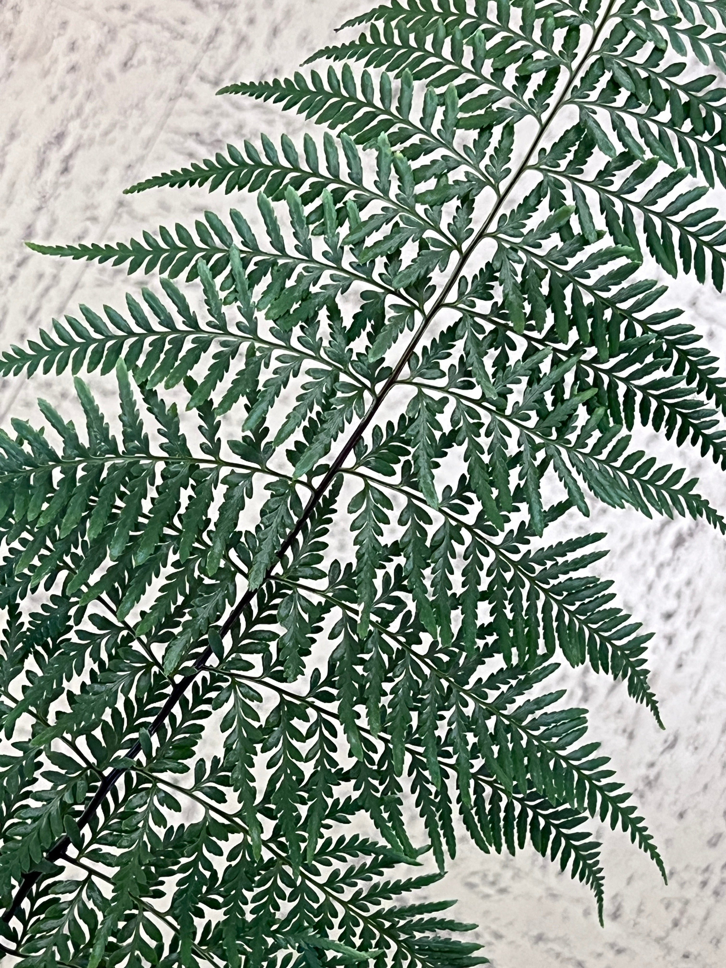 Pityrogramma calomelanos