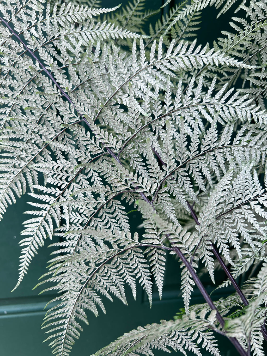 Pityrogramma calomelanos