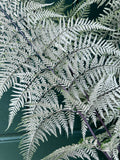 Pityrogramma calomelanos