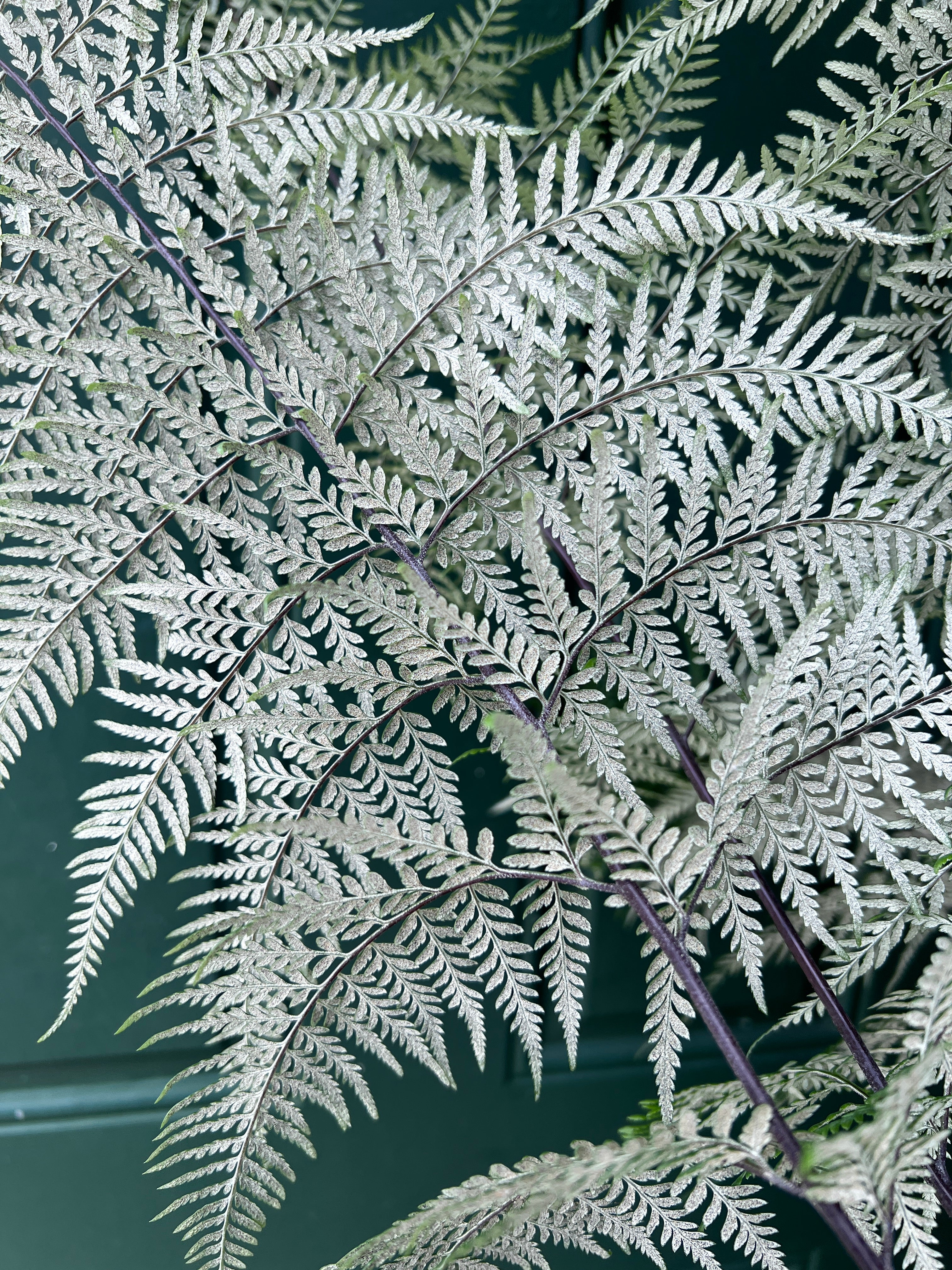 Pityrogramma calomelanos